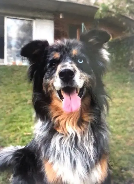 chienne lost   87340 La Jonchère-Saint-Maurice Cheyenne
