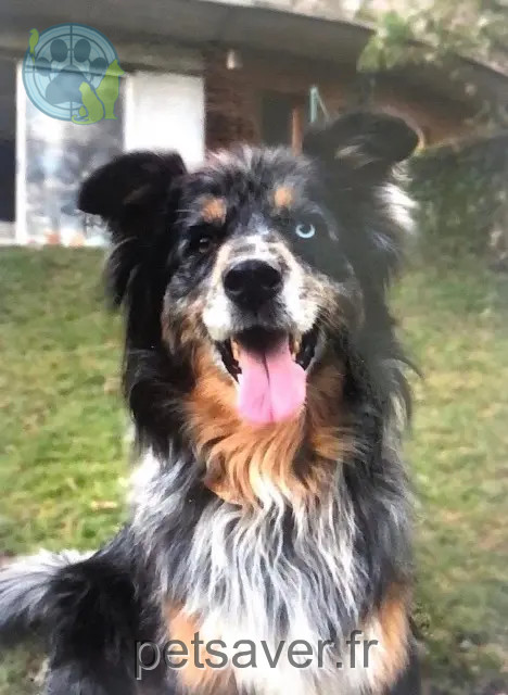 perra perdida 87340 La Jonchère-Saint-Maurice Cheyenne perra lost 87340 La Jonchère-Saint-Maurice Cheyenne