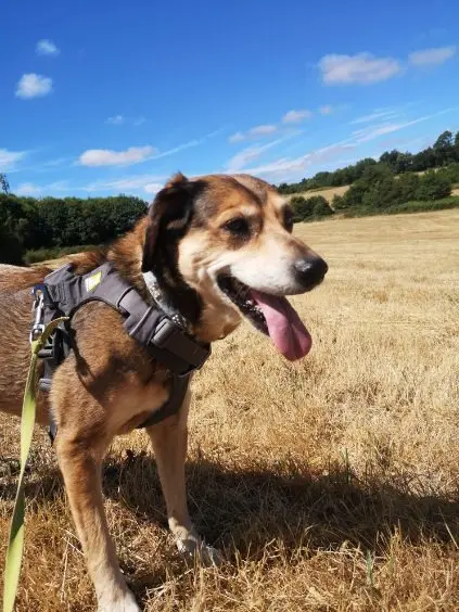 chienne lost   87190 Dompierre-les-Églises Hatika