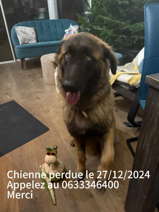 Chienne Perdue 87 Haute-Vienne Limoges - Vedette