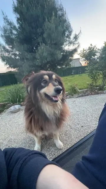 chienne lost   87260 Vicq-sur-Breuilh Louna