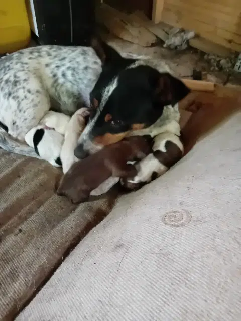 chienne lost   87120 Beaumont-du-Lac Mirka