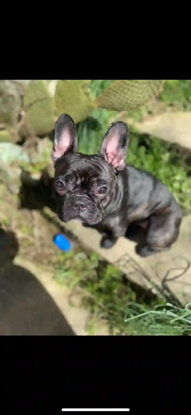 Chienne Perdue 87 Haute-Vienne - Sweety Chienne Perdue 87 Haute-Vienne - Sweety