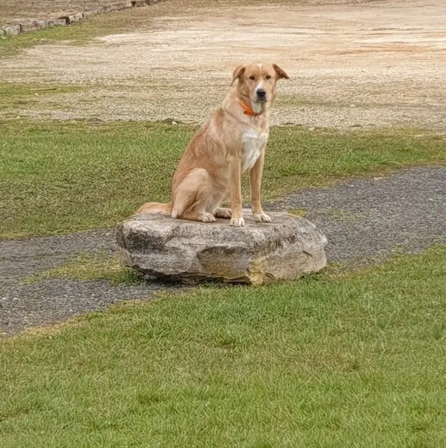 chienne lost   87600 Rochechouart Ukyta