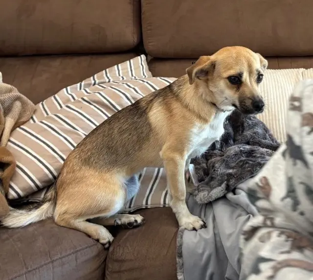 chienne lost   88650 Anould Altesse