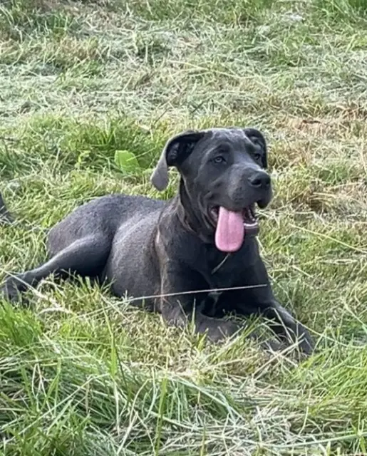 chienne lost   88240 La Vôge-les-Bains April