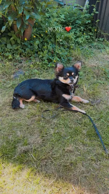 chienne lost   88000 Épinal Fifi