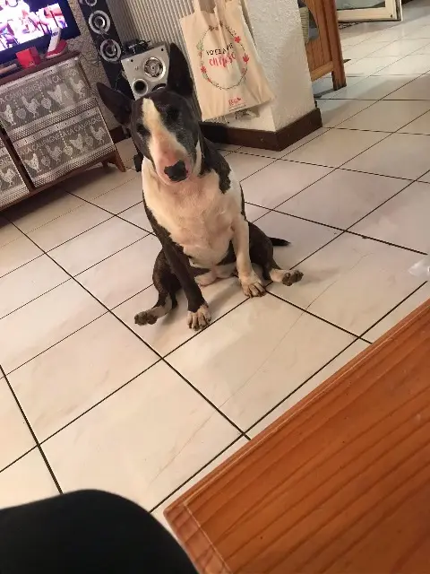 chienne lost   88130 Charmes Hyndra