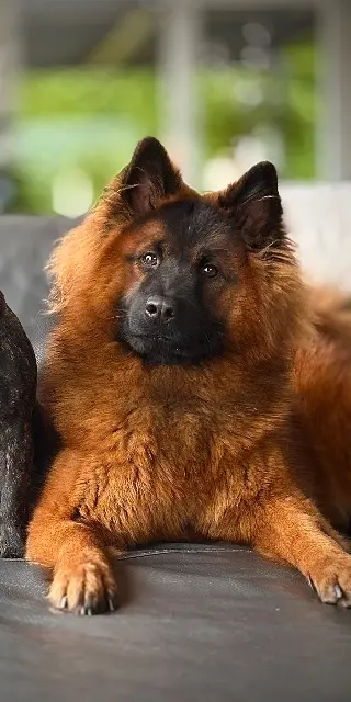 chienne lost   88200 Remiremont Kira
