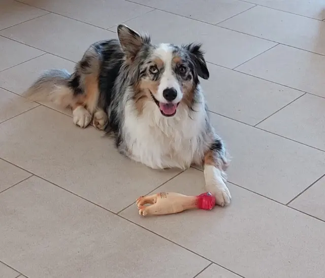 dog lost 88600 Grandvillers Leika dog lost 88600 Grandvillers Leika