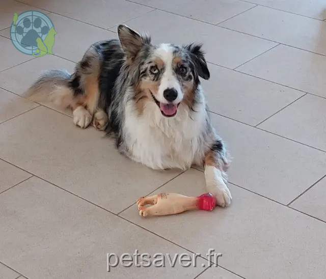 cagna persa 88600 Grandvillers Leika cagna lost 88600 Grandvillers Leika