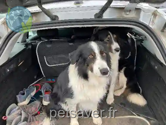 Chienne Perdue 88 Vosges - Molly Chienne Perdue 88 Vosges - Molly