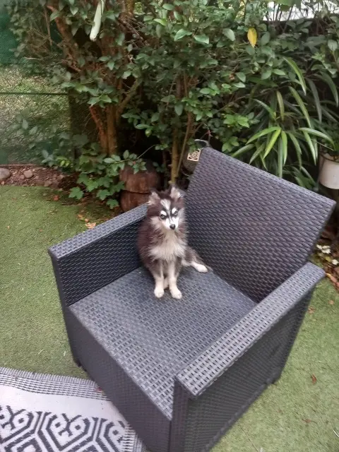 chienne lost   88000 Épinal Petitloup