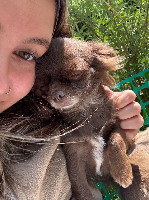chienne lost   88490 Lubine Shelby