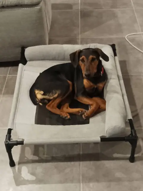 chienne lost   89320 Arces-Dilo Abby