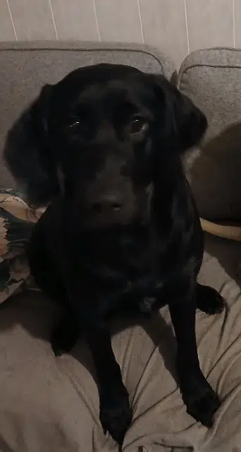 chienne lost   89340 Villeneuve-la-Guyard Gaia