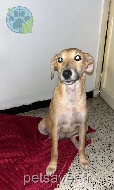 chienne lost   89000 Auxerre Lili