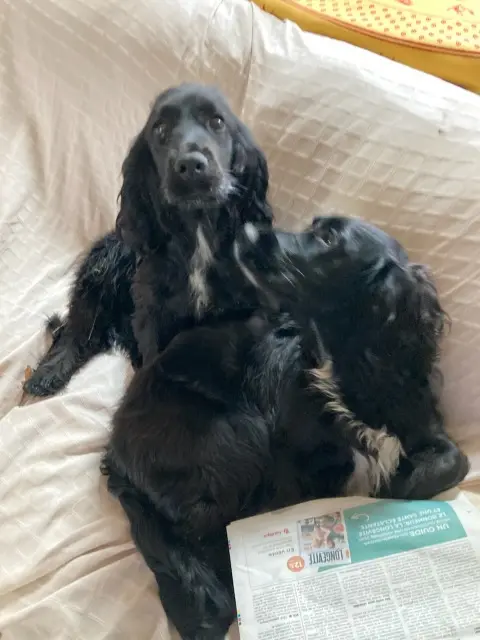 chienne lost   89000 Auxerre Moka