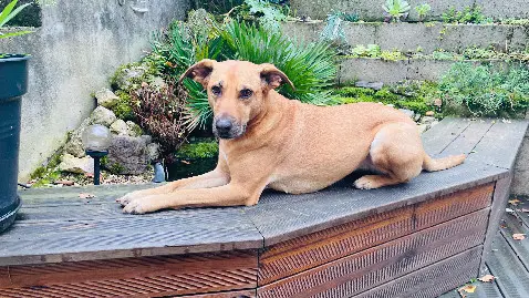 Chienne Perdue 89 Yonne - Nala Chienne Perdue 89 Yonne - Nala