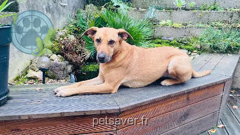 Chienne Perdue 89 Yonne - Nala Chienne Perdue 89 Yonne - Nala