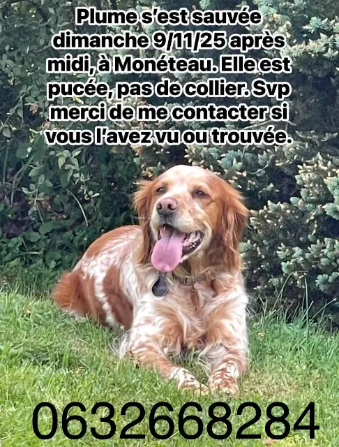 chienne lost   89470 Monéteau Plume