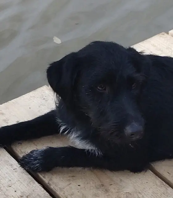 chienne lost   89140 Plessis-Saint-Jean Utah