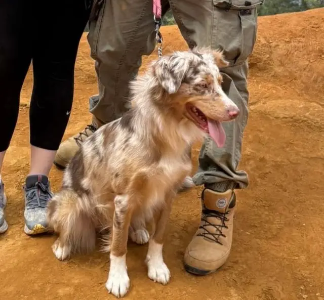 chienne lost   89600 Vergigny Vanille