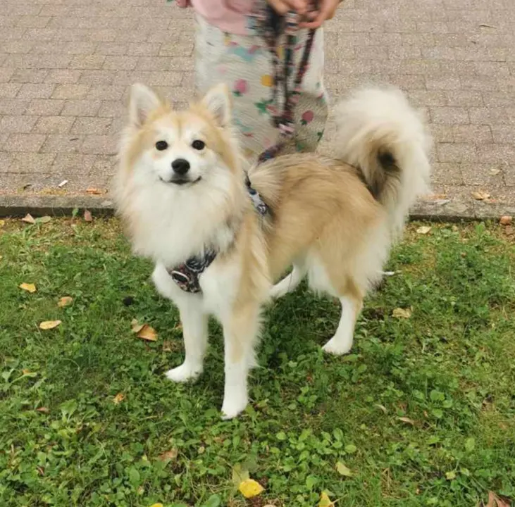 Chienne Perdue 91 Essonne Chienne Perdue 91 Essonne