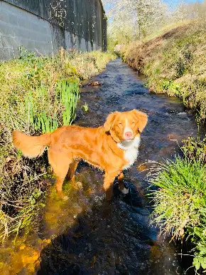 Chienne Perdue 91 Essonne - Coconut Chienne Perdue 91 Essonne - Coconut
