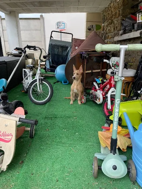 chienne lost   91420 Morangis Couac