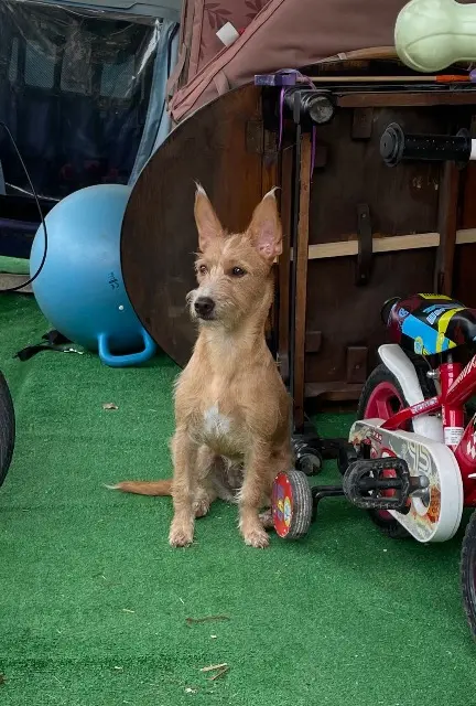 chienne lost   91420 Morangis Couac