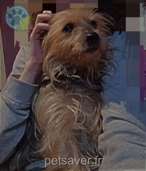 Chienne Perdue 91 Essonne - Cèze Chienne Perdue 91 Essonne - Cèze