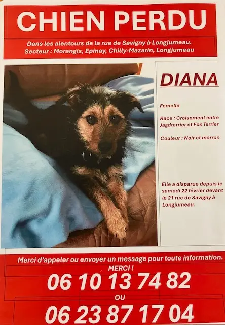 chienne lost   91160 Longjumeau DIANA