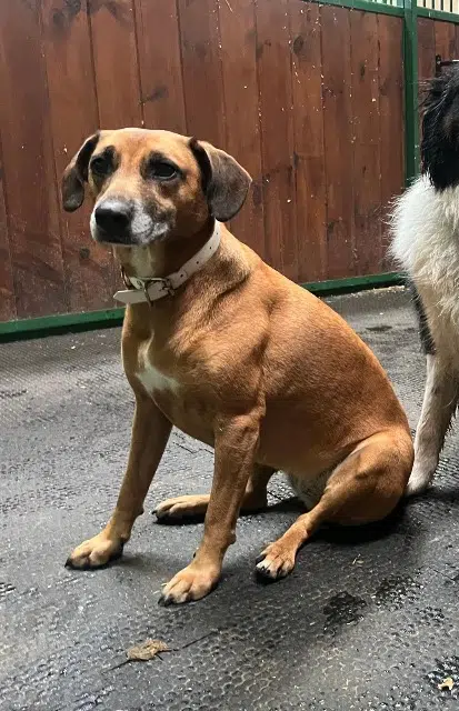 chienne lost   91120 Palaiseau Fidji