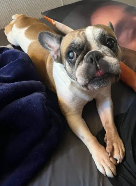 chienne lost   91630 Marolles-en-Hurepoix Frieda