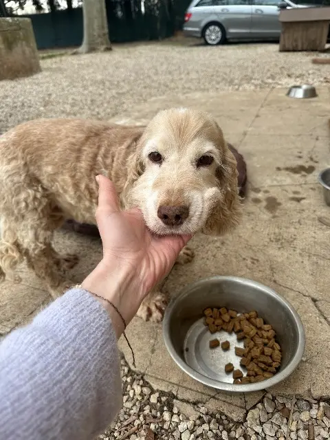 Hündin vermisst 91470 Boullay-les-Troux Java Hündin lost 91470 Boullay-les-Troux Java