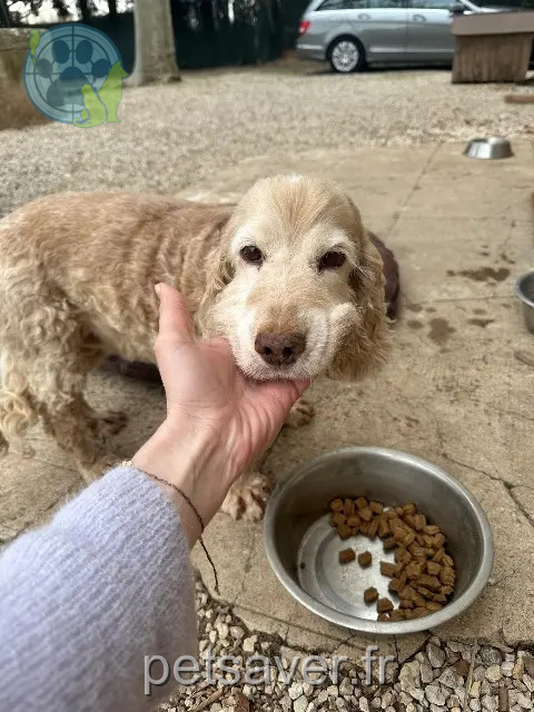 perra perdida 91470 Boullay-les-Troux Java perra lost 91470 Boullay-les-Troux Java