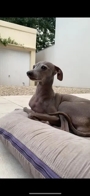 chienne lost   91220 Brétigny-sur-Orge Jiska