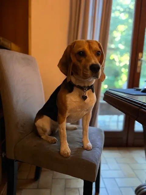 chienne lost   91470 Limours Martine