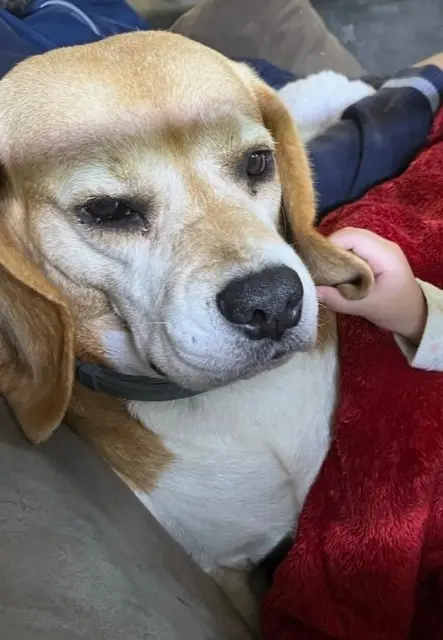 chienne lost   91150 Étampes Milla