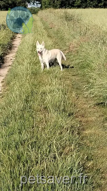 chienne lost   91410 Corbreuse Méli
