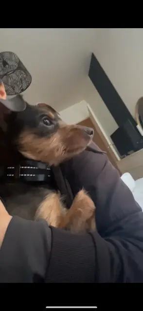 chienne lost   91220 Brétigny-sur-Orge Nana