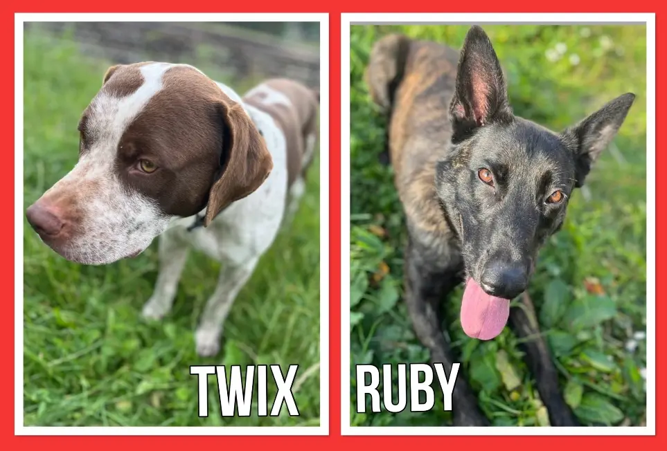 Chienne Perdue 91 Essonne - Ruby-et-twix