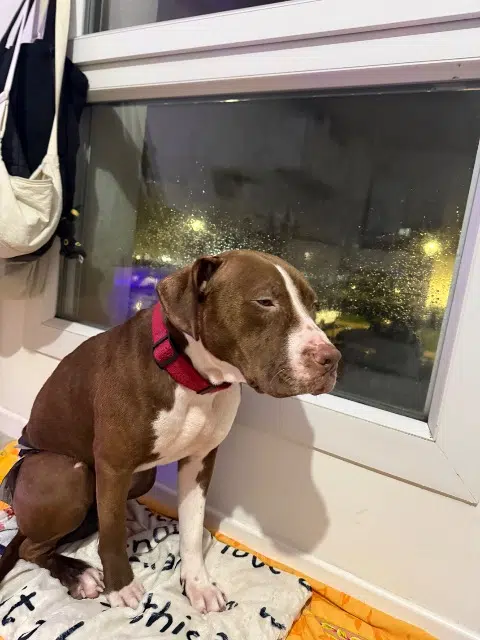 chienne lost   91100 Corbeil-Essonnes Shensse