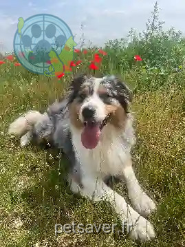Chienne Perdue 91 Essonne - Skädi Chienne Perdue 91 Essonne - Skädi