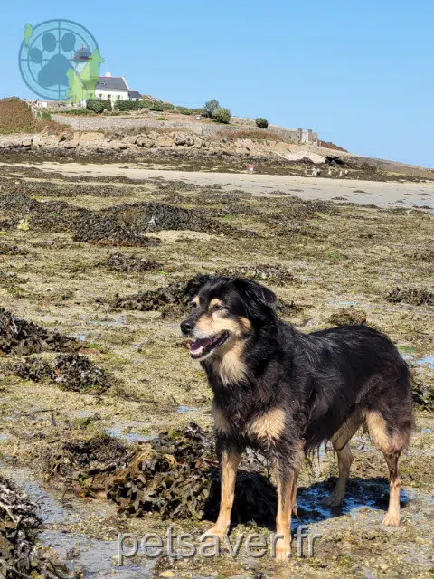 cagna persa 91190 Gif-sur-Yvette Triskell cagna lost 91190 Gif-sur-Yvette Triskell