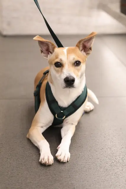 chienne lost   91720 Buno-Bonnevaux Uffie