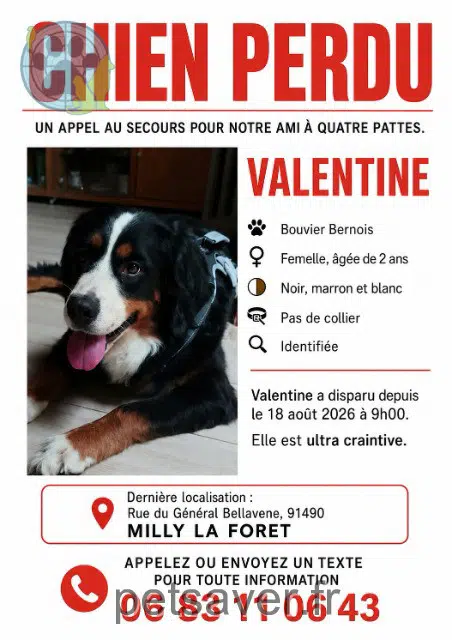 chienne lost 91490 Milly-la-Forêt Valentine