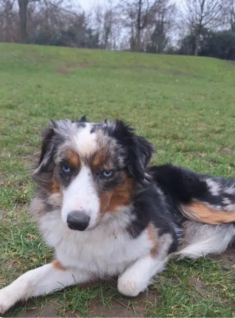 chienne lost   92230 Gennevilliers Aquarelle