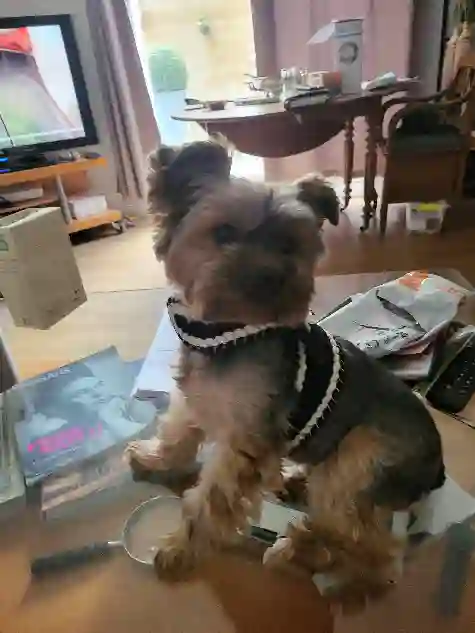 Chienne Perdue 92 Hauts-de-Seine - Chanel Chienne Perdue 92 Hauts-de-Seine - Chanel